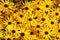 Black-Eyed Susan flower cluster bright yellow bloom in sunlight