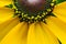 Black-eyed Susan flower cone closeup