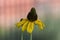 Black Eyed Susan flower in garden