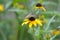 Black eyed susan flower plant butterfly moth