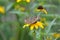 Black eyed susan flower plant butterfly moth