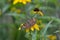 Black eyed susan flower plant butterfly moth