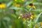 Black eyed susan flower plant butterfly moth