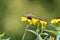 Black eyed susan flower plant butterfly moth