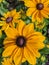 Black-eyed Susan flowers in bloom. Rudbeckia hirta