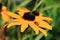 Black Eyed Susan And Ladybug Explorer