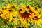 Black-eyed Susan Rudbeckia, background backdrop postcard. Bright sunny yellow brown flower, decoration of the flowerbed garden