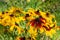 Black-eyed Susan rudbeckia blossom, vivid yellow brown flower with long petals. Garden decoration, tall bush flowering plant,