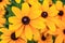 Black eyed susan, rudbeckia flowers.