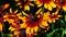 Black Eyed Susan, Rudbeckia hirta, red and orange flowers at flowerbed background, selective focus, shallow DOF