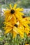 Black-eyed Susan Rudbeckia hirta is the state flower of Maryland. Perennial garden flowers asters Rudbeckia Echinacea