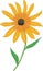 Black Eyed Susan Vector Illustration