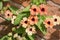 Black eyed Susan vine Or Thunbergia alata blooming in summer