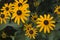 Black-Eyed Susans