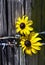 Black Eyed Susans Cling to Wooden Post