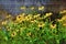 Black-Eyed Susans - Perfect for Cards