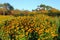 Black eyed susans at sunrise