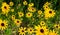 Black eyed Susanâ€™s in a group