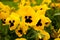 Black-eyed yellow flowers