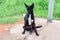 Black face of dog,Close up thai dog.