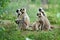 Black face Indian Monkeys or Hanuman langurs or indian langur or monkey family or group during outdoor, Monkey Troop. Family of
