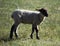 Black face lamb in Pasture in Carson City, Nevada