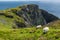 The Black face mountain sheep at Slieve League