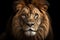 Black face nature dark big cat animal africa lion dangerous predator isolated hair portrait