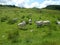Black Face Sheep Grazing on Hill