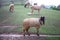 black face sheep on green grass field