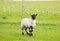 Black face sheep isle of Mull Scotland uk with horns and white and black legs