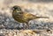 Black-faced Bunting, Emberiza spodocephala