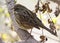 Black-faced Bunting, Maskergors, Emberiza spodocephala