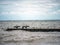 Black-faced cormorants and seagulls on wooden water breakers