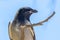 Black-faced Cuckoo Shrike in Northern Territory Australia