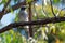 Black-faced Cuckooshrike - Coracina novaehollandiae  common omnivorous passerine bird native to Australia and southern New Guinea