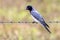 Black-faced Cuckooshrike in Queensland Australia