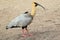 Black-faced ibis