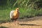 Black-faced ibis