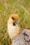 Black-faced Ibis in Patagonia