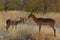 Black-faced impala Aepyceros melampus in the Etosha National Park in Namibia.