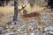 Black-faced Impala, Aepyceros melampus petersi in the bush Namibia