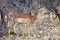 Black-faced Impala, Aepyceros melampus petersi, Etosha, Namibia