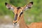 Black-faced Impala - African Wildlife Background - Look of Life