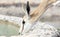 Black faced impala drinking from a waterhole