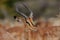 Black faced impala, etosha nationalpark, namibia, aepyceros melampus petersi