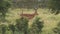 Black-faced Impala With Long Horns Walking In The Wilderness In El Karama Lodge In Kenya.-wide roll