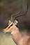 Black-faced impala male close-up, Etosha, Namibia