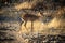 Black-faced impala stands in grassland among rocks