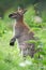 Black-faced kangaroo